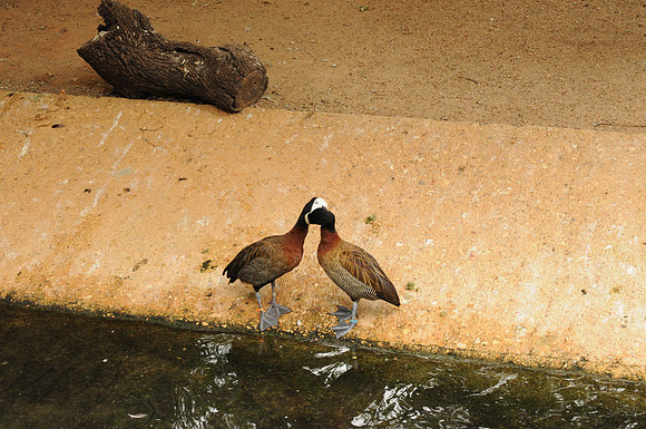 San Antonio Zoo 0065