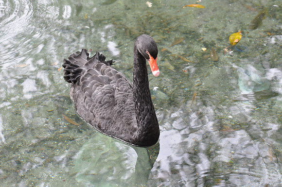San Antonio Zoo 0088