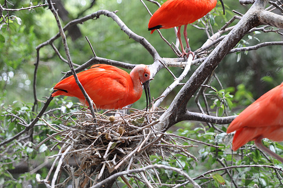 San Antonio Zoo 0047