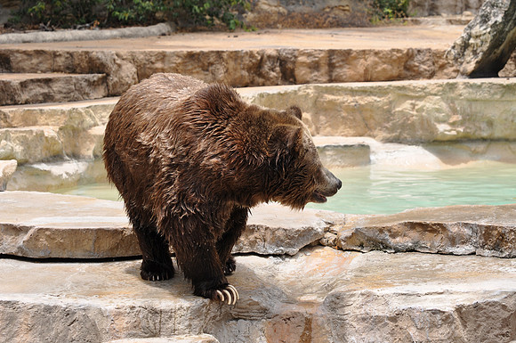San Antonio Zoo 0125