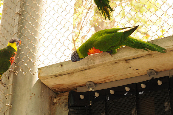 San Antonio Zoo 0098