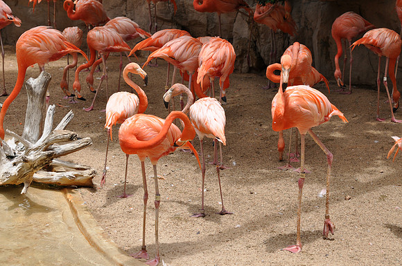 San Antonio Zoo 0135
