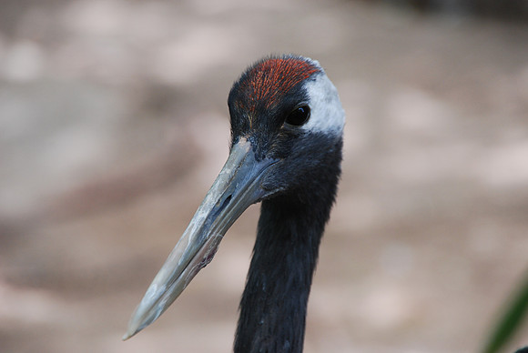 San Antonio Zoo 0041