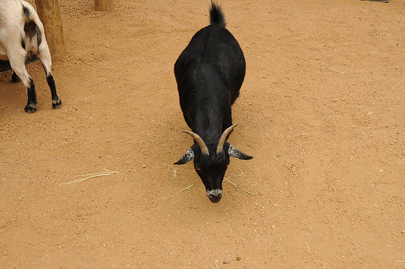 San Antonio Zoo 0070