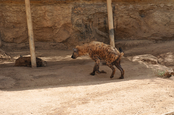 San Antonio Zoo 0102