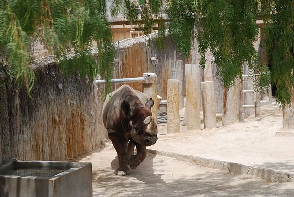 San Antonio Zoo 0039