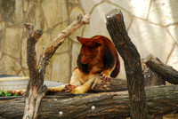 San Antonio Zoo 0020