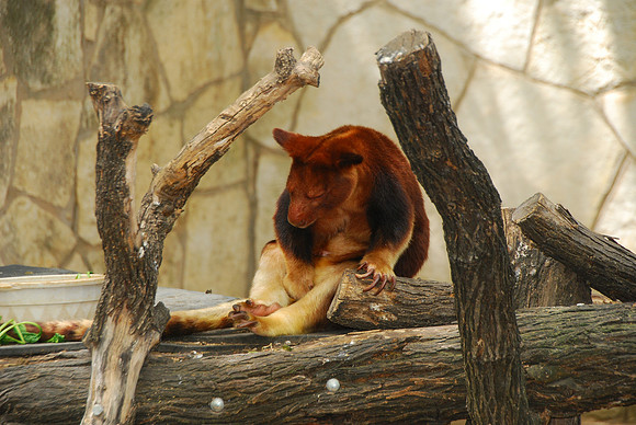 San Antonio Zoo 0020