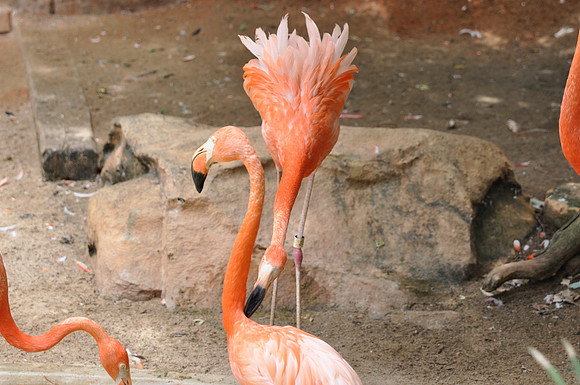 San Antonio Zoo 0137