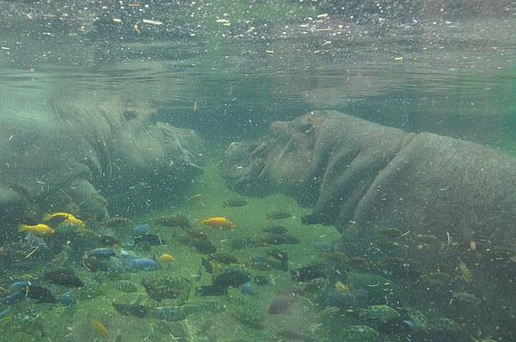 San Antonio Zoo 0049