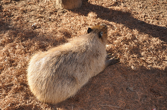 San Antonio Zoo 0142