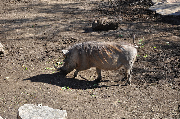 San Antonio Zoo 0155