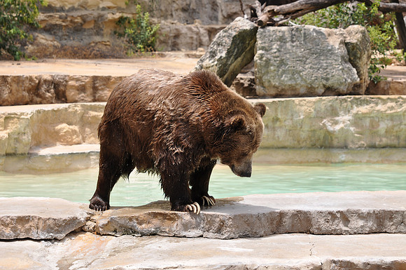 San Antonio Zoo 0124