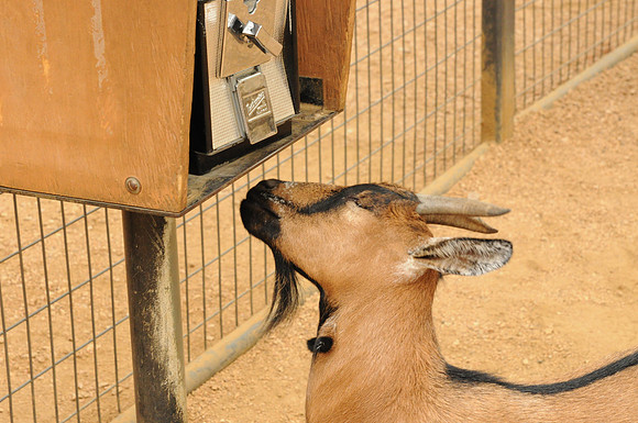 San Antonio Zoo 0075
