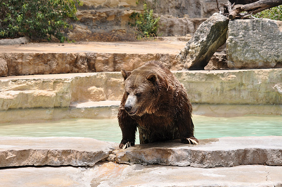 San Antonio Zoo 0121