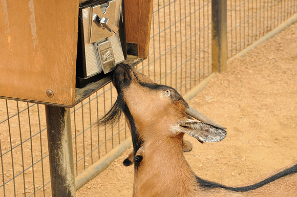 San Antonio Zoo 0073