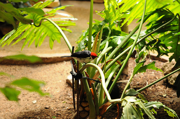 San Antonio Zoo 0085
