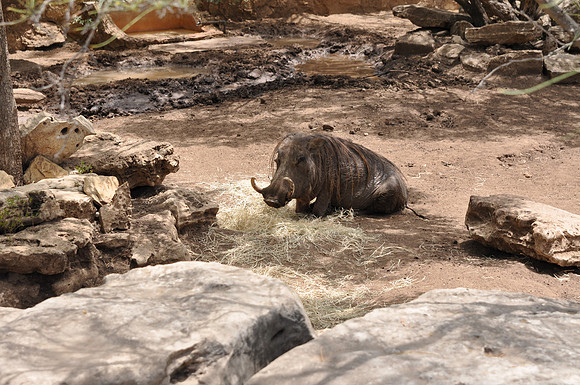 San Antonio Zoo 0107