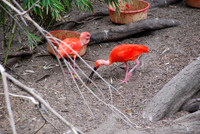 San Antonio Zoo 0003