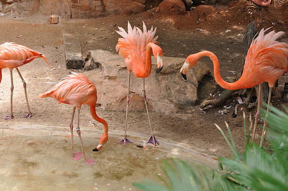 San Antonio Zoo 0139