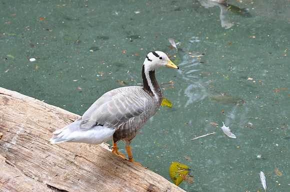 San Antonio Zoo 0087