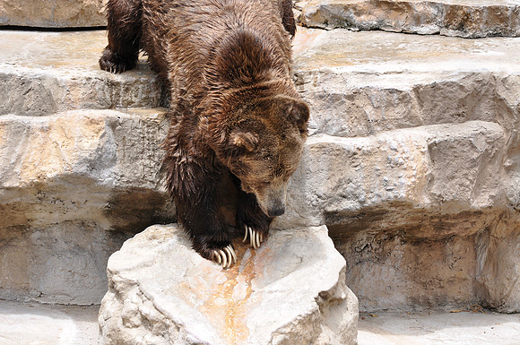 San Antonio Zoo 0126