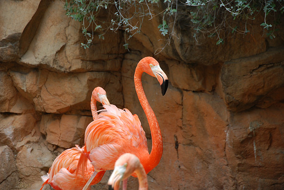 San Antonio Zoo 0050