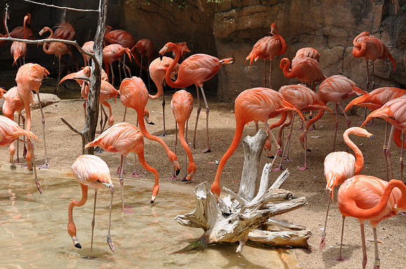 San Antonio Zoo 0136