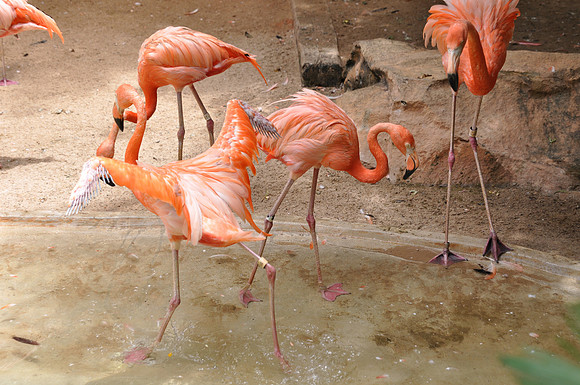 San Antonio Zoo 0138
