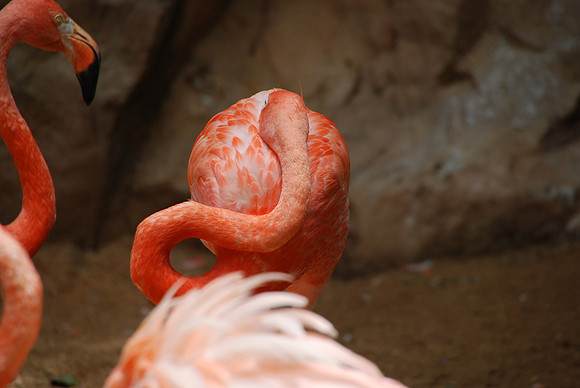 San Antonio Zoo 0053