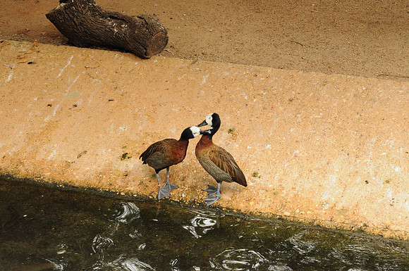 San Antonio Zoo 0064