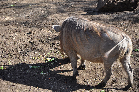 San Antonio Zoo 0157
