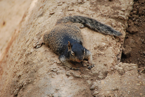 San Antonio Zoo 0022