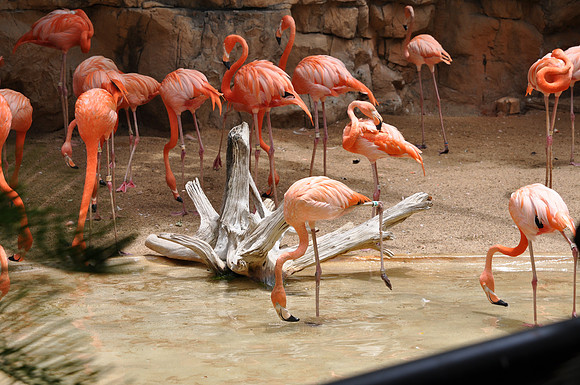 San Antonio Zoo 0132