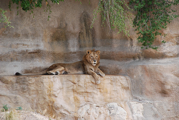 San Antonio Zoo 0025