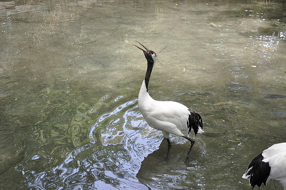 San Antonio Zoo 0108