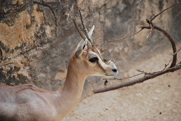 San Antonio Zoo 0027