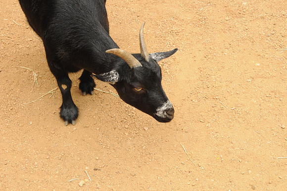 San Antonio Zoo 0071