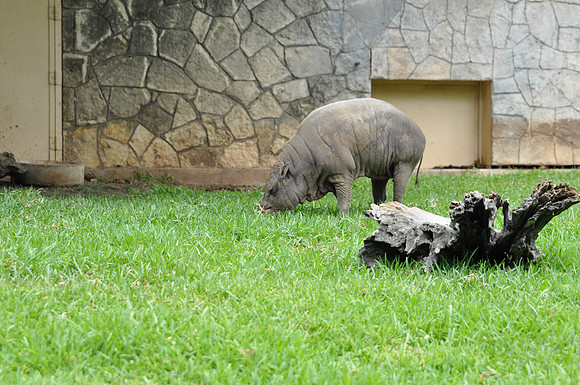 San Antonio Zoo 0059