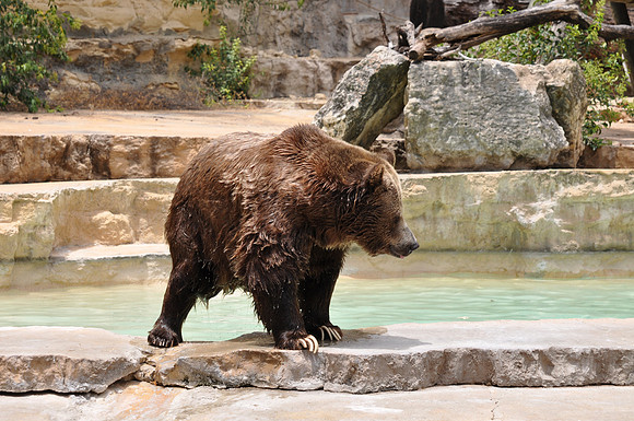 San Antonio Zoo 0123