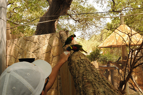 San Antonio Zoo 0095