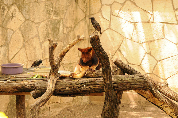 San Antonio Zoo 0099