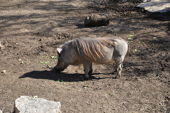San Antonio Zoo 0154