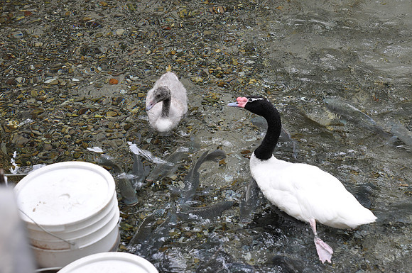 San Antonio Zoo 0063