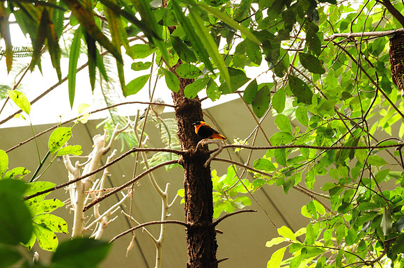 San Antonio Zoo 0082