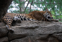 San Antonio Zoo 0002