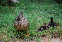 San Antonio Zoo 0009
