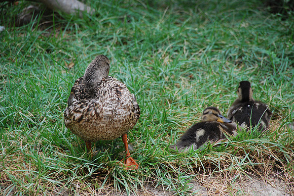 San Antonio Zoo 0009