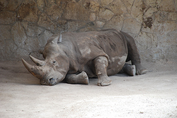 San Antonio Zoo 0035