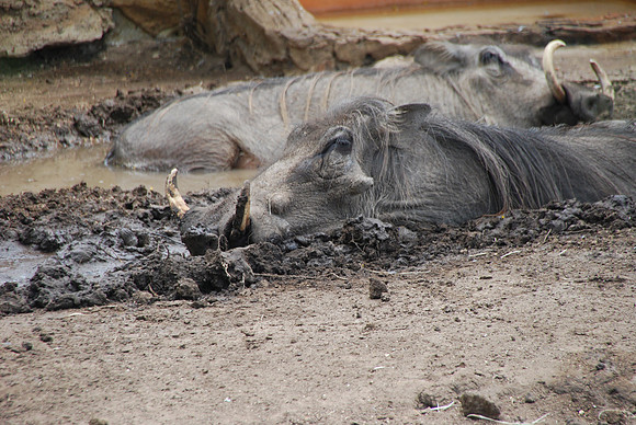San Antonio Zoo 0032